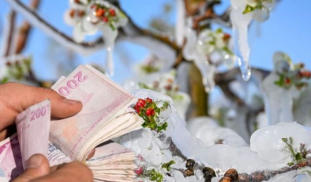 Zirai Don Zararları İçin Üreticilere Destek Ödemesi Yapılmaya Başlandı