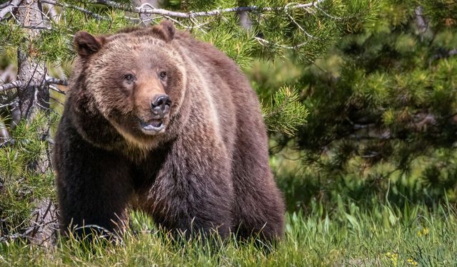 Erzincan’da Üzüm Bağında Ayı Saldırısı: 1 Yaralı