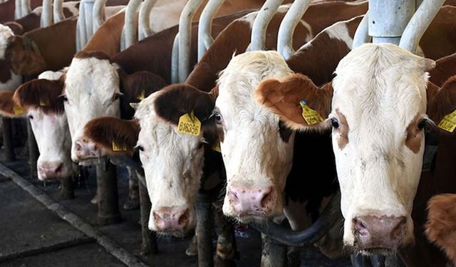 Büyükbaş ve Küçükbaş Destekleri İçin Son Başvuru 1 Aralık 2025