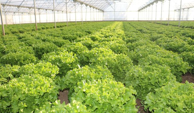 Erzincan Yeniköy’de Marul Hasadı Başladı: Genç Üretici Fatih Tahtalı’ya İl Tarım’dan Ziyaret