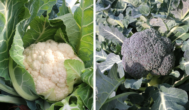 Erzincan’da Aralık Ayında Sebze Hasadı