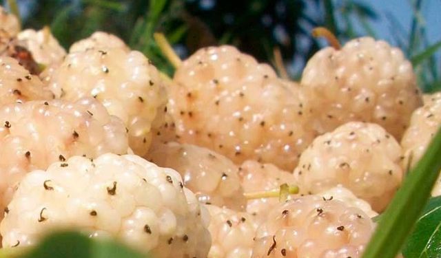 Kapama Dut Bahçesi Tesisi Projesi İçin Ön Talep Başvuruları Başladı