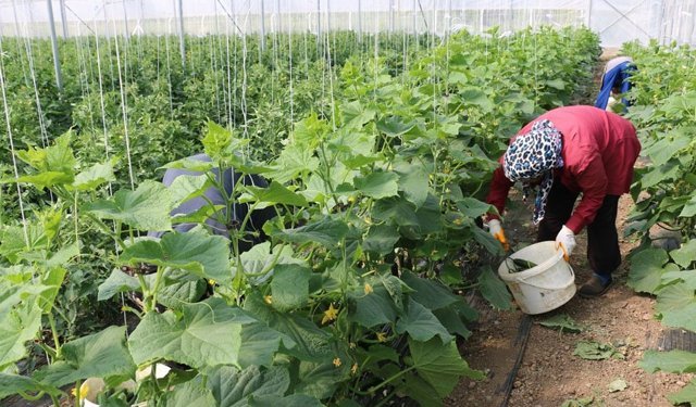 Erzincan’da Kadın Çiftçilere Sera Desteği
