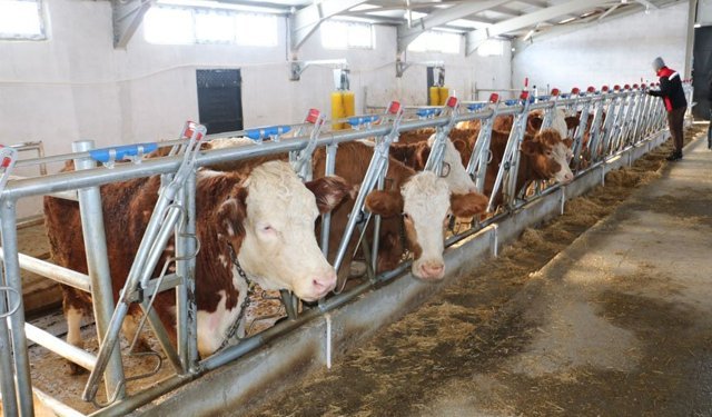 Denizdamı’nda Modern Hayvancılık Tesisi Kuruldu