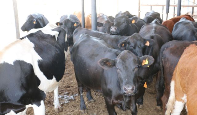 İthal Besilik Hayvan Başvuruları İçin Askı İcmalleri Yayınlandı