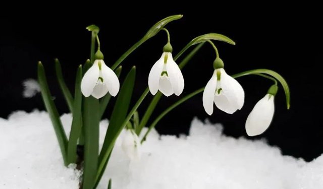 Kardelen Koparmanın Cezası 699 Bin TL Oldu