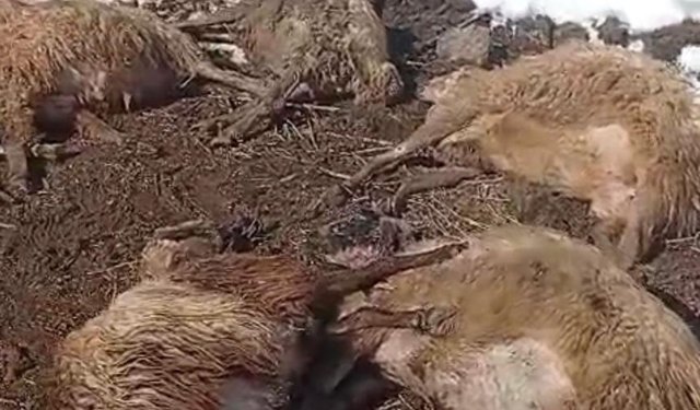 Kemah’ta Şüpheli Toplu Koyun Ölümleri: Üretici Büyük Zararda