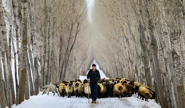 Kırsalda Bereket Küçükbaşa Destek Projesi Başvuruları Başladı