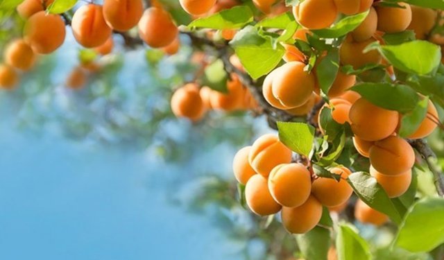 Uzmanlar Kayısı Üreticilerine Kritik Uyarıda Bulundu