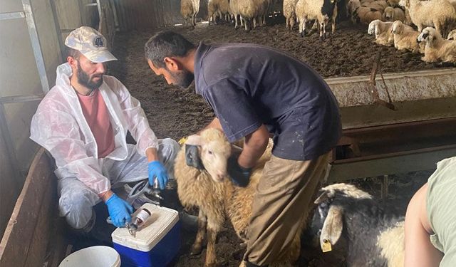 Kemah'ta Küçükbaş Hayvanlara Sağlık Taraması Yapıldı