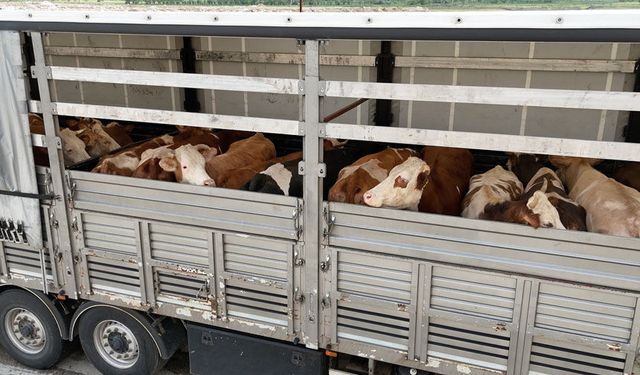 Erzincan’da Kurbanlık Sevk ve Kesim Noktalarında Sıkı Denetim