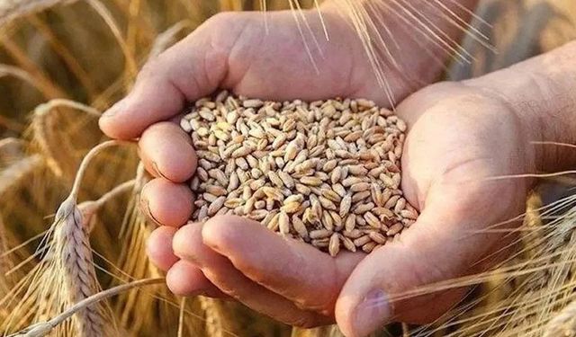 TMO Erzincan'da Buğday ve Arpa Alımları İçin Randevu Süreci Başladı