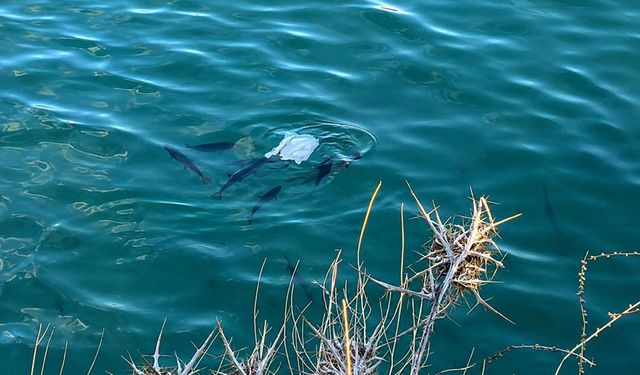 Erzincan Baraj Gölü’nde Üzen Görüntü: Balıklar Plastik Atıkları Yiyor