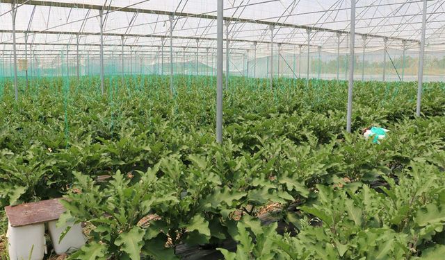 Erzincan’da Seracılık Yatırımlarıyla Üretim Güçleniyor