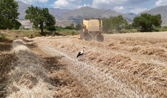 Erzincan'da Buğday Hasadı Sürüyor