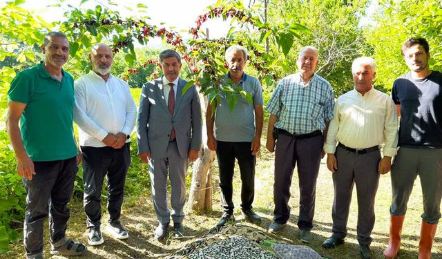 Başkan Aksun Dut Hasadında Üreticilerle Buluştu