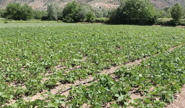 Erzincan'ın Tescilli Kuru Fasulyesi Işıl-24'ün Üretimi Yaygınlaşıyor