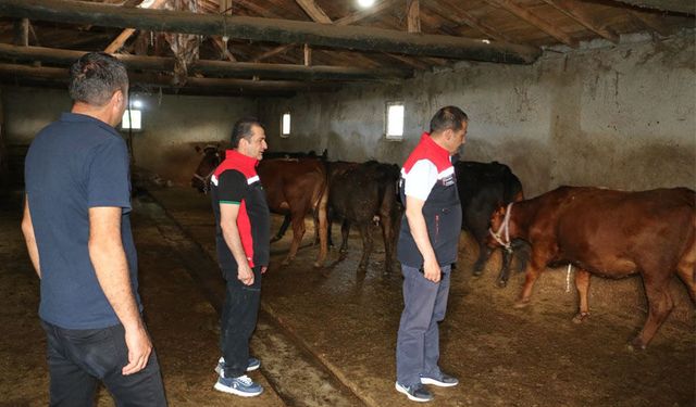 Erzincan'da Hayvancılığa Destekler Sürüyor