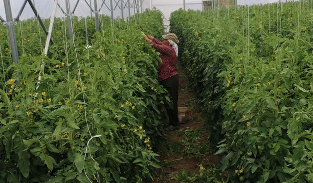Mollaköy’de Domates Seralarında Üretim Yerinde İncelendi