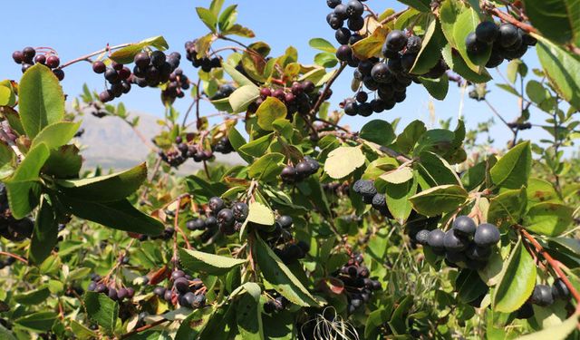 Erzincan’da Aronya Hasadı İçin Geri Sayım Başladı