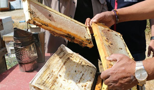 Erzincan’da Bal Hasadı Başladı