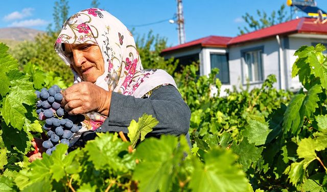 75 Yaşında Bağından Kopmuyor: Güldursun Teyzenin Cimin Üzümü Mesaisi