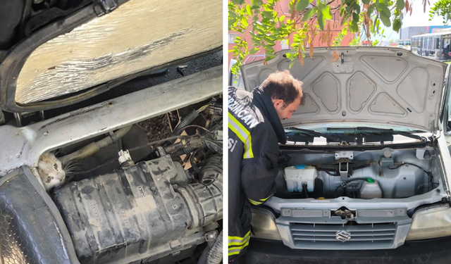 Erzincan’da Yavru Kedi İçin İtfaiye Seferber Oldu