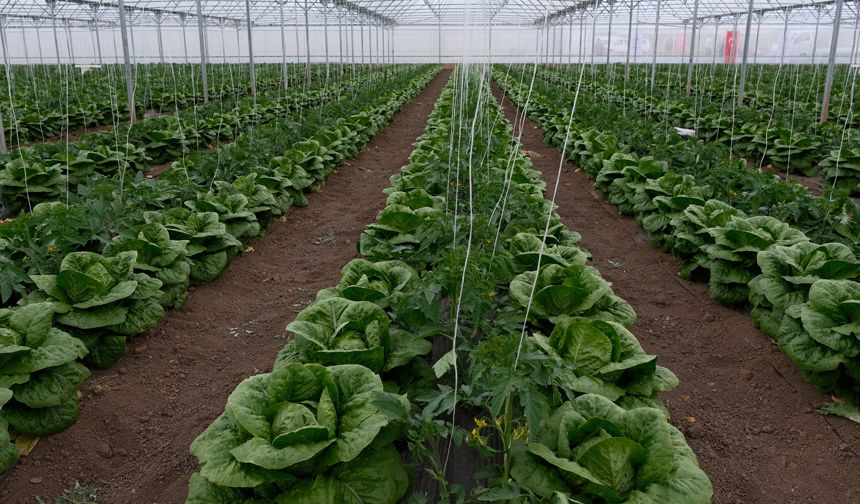 Erzincan’da Marul Hasadı Törenle Gerçekleştirildi