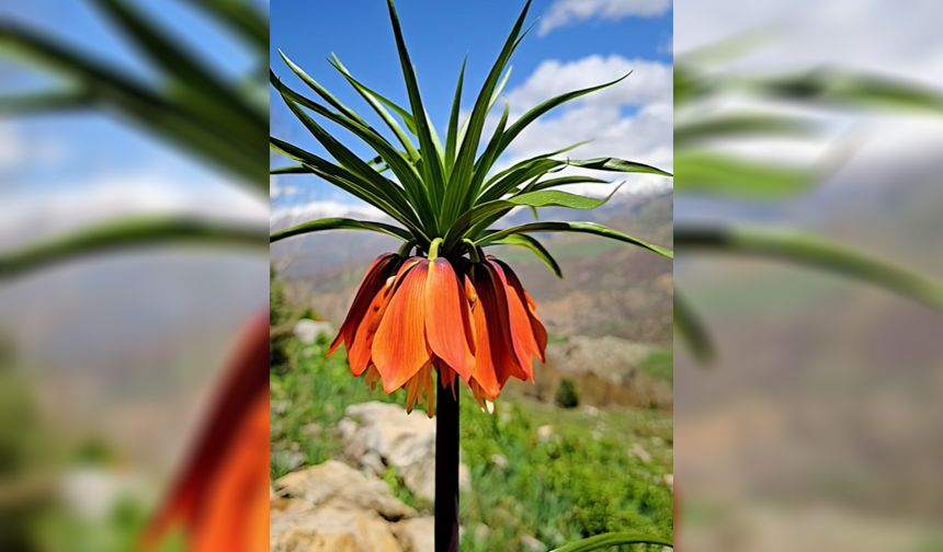 Tunceli’nin Dağlarında Ters Lale Açtı: Görenleri Büyülüyor