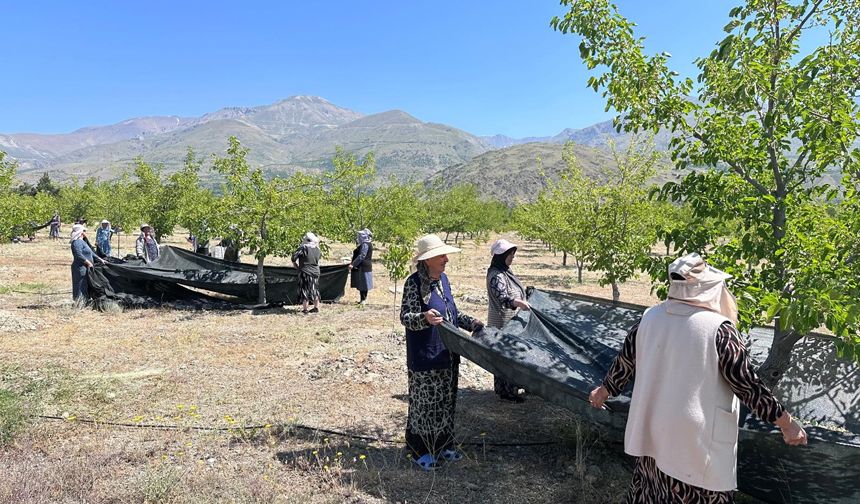 Erzincan’da Dut Hasadı Zamanı