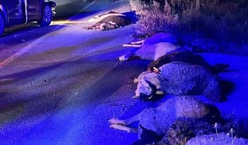 Erzurum - Erzincan Karayolunda Otomobil Koyunlara Çarptı