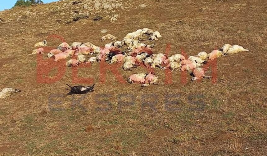 Tunceli'de Koyunlara Yine Yıldırım Düştü