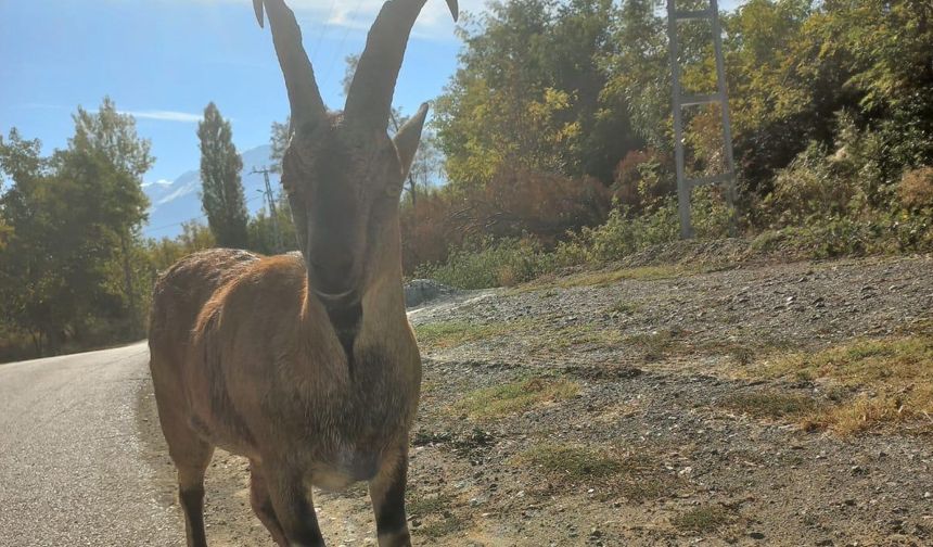 Yaralı Dağ Keçisi Tepecik Köyü’nde Bulundu — Ekipler Hemen Harekete Geçti