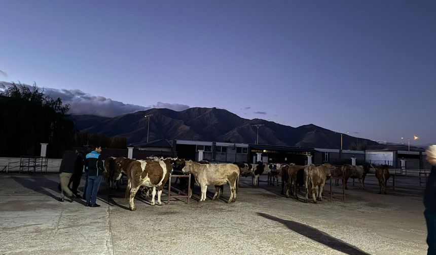 Erzincan Canlı Hayvan Pazarı Yeniden Açıldı
