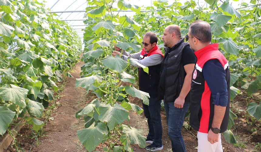 Mollaköy’de Seracılık Gelişiyor