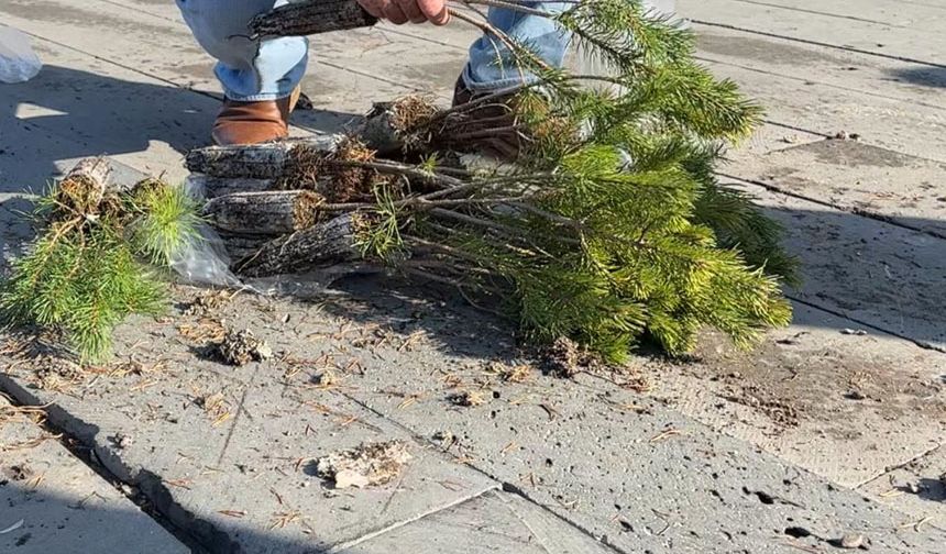 Erzincan’da Ücretsiz Fidan Dağıtımı Yoğun İlgi Gördü