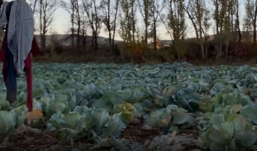 Kelkit’te Lahana Hırsızlığı Köylüleri Mağdur Etti