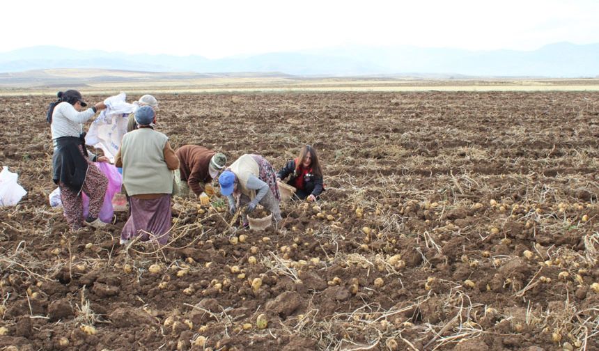 Erzincan Tercan’da Kışlık Patates Hasadı Başladı