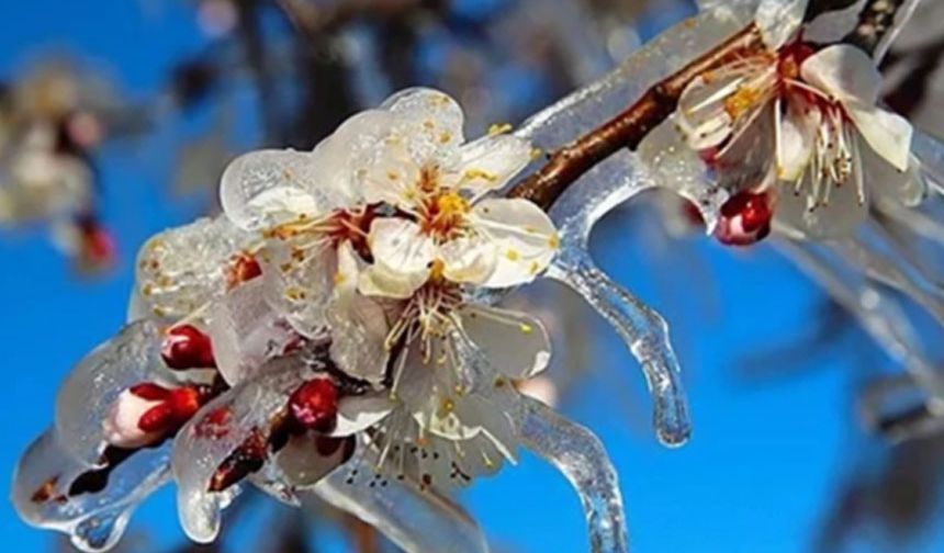 Zirai Don Mağdurlarına Ödeme Yapıldı