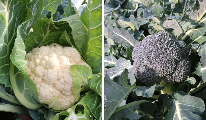 Erzincan’da Aralık Ayında Sebze Hasadı