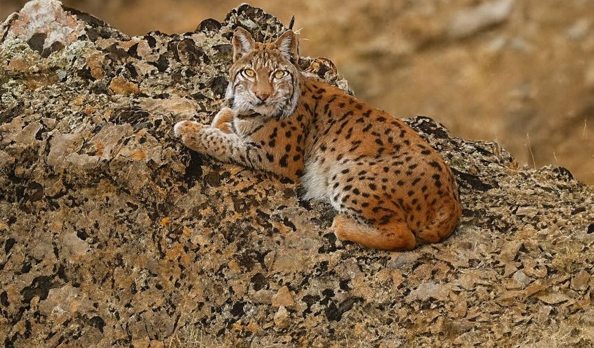 Tunceli’nin Nadir Vaşağı Objektife Takıldı