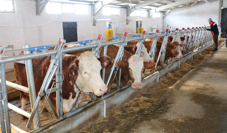 Denizdamı’nda Modern Hayvancılık Tesisi Kuruldu