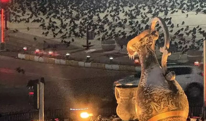 Erzincan’ın En Popüler Canlı Türü KARGALAR