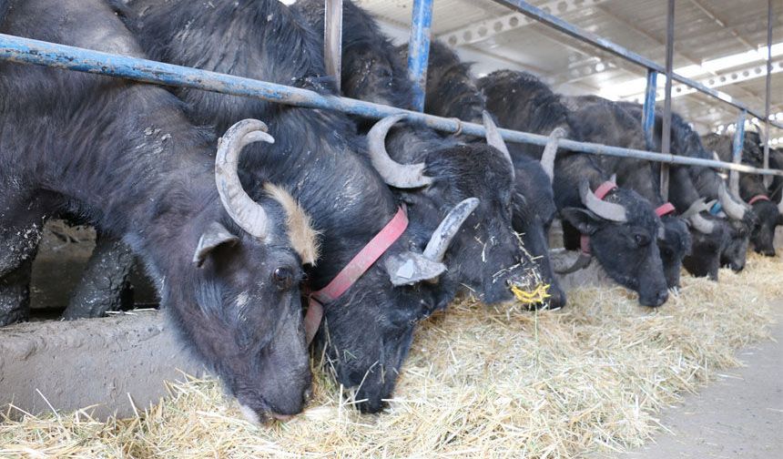 Erzincan’da Yem Bitkilerinde Büyük Artış