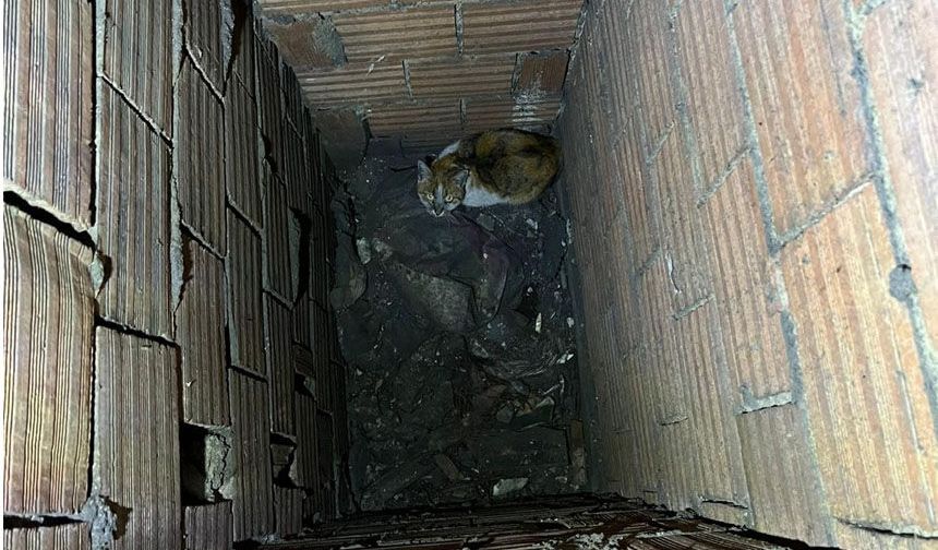 Erzincan’da Havalandırma Boşluğuna Düşen Kedi Kurtarıldı