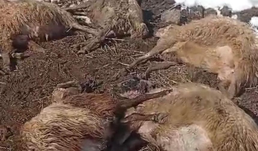 Kemah’ta Şüpheli Toplu Koyun Ölümleri: Üretici Büyük Zararda