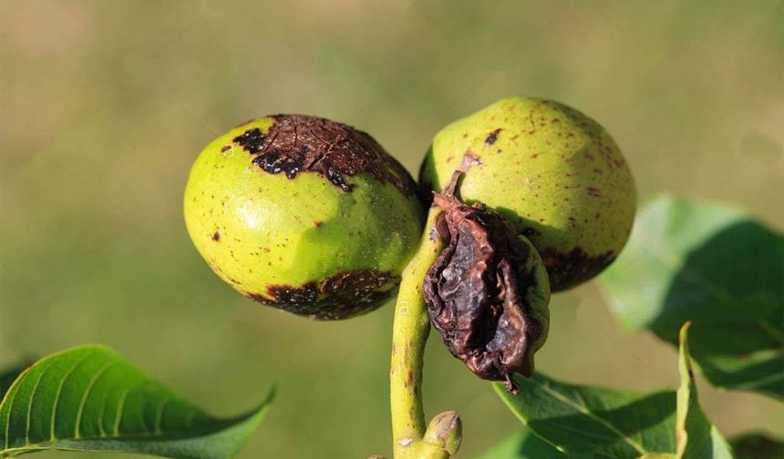 Ceviz Üreticilerine Kritik Uyarı