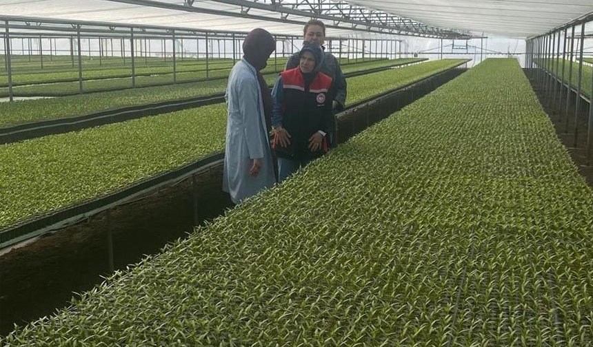 Seralarda Fide Kontrolü Sürüyor