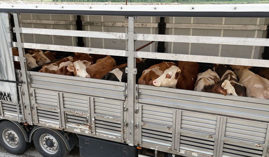 Erzincan’da Kurbanlık Sevk ve Kesim Noktalarında Sıkı Denetim