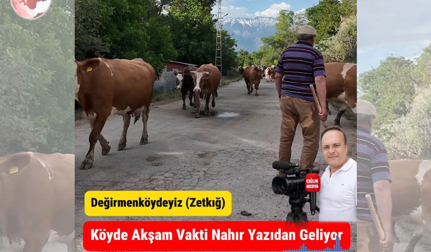 Değirmenliköy’de Nahır Heyecanı! Köylüler Hayvanlarını Böyle Karşılıyor